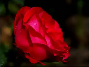 Krople, Czerwona, Róża