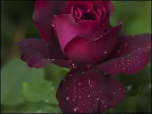 Bordowa, Rosy, Róża, Krople