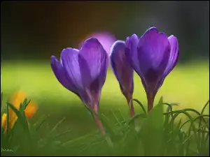 Fioletowe, Wiosna, Krokusy, Kwiaty
