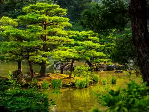 Japonia, Park, Drzewa, Staw, Kioto