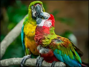 Papugi, Ary