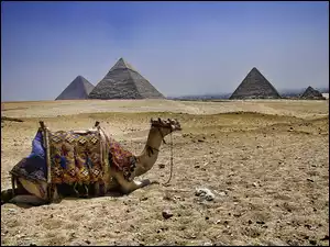 Piramidy, Wielbłąd, Pustynia