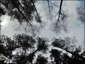 Niebo, Las, Drzewa