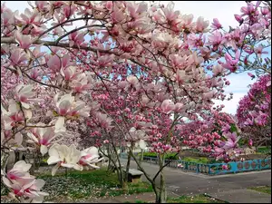 Wiosna, Magnolia, Park, Kwitnąca