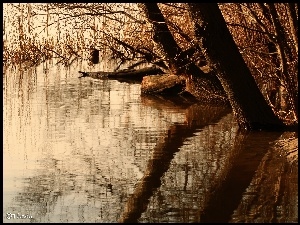 Jezioro, Trzcina, Brzeg, Drzewa