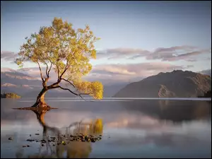Odbicie, Nowa Zelandia, Góry, Jezioro Wanaka, Drzewo