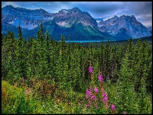 Kanada, Góry, Łąka, Lasy, Jasper