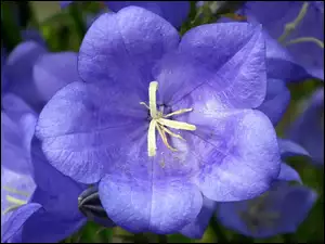 Przyroda, Niebieski, Kwiat, Rozwar