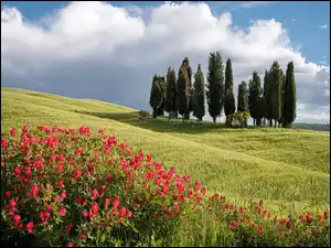 Kwiaty, Toskania, Góry, Włochy, Łąki, Drzewa