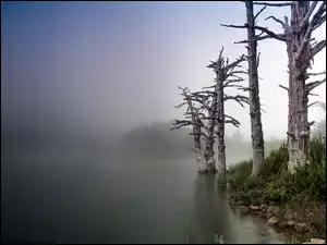 Mgła, Suche Drzewa, Jezioro, Brzeg
