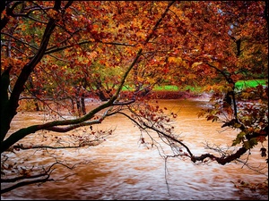 Rzeka, Jesień, Park, Drzewa