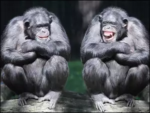 Dwa, Szympansy