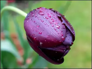 Deszczu, Tulipan, Krople