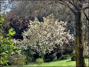 Wiosna, Drzewo, Park, Kwitnące