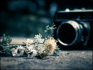 Aparat, Kwiaty, Fotograficzny, Polne