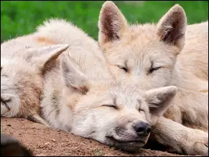 Śpiące, Wilki