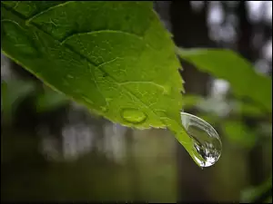 Liść, Deszczu, Mokry, Makro, Zielony, Kropla