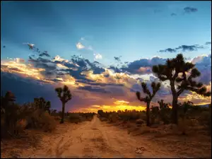 Zachód Słońca, Kaktusy, Droga, Chmury