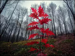 Drzewa, Liście, Jesień, Dąb, Las, Czerwone