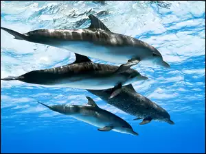 Fale, Delfiny, Morze