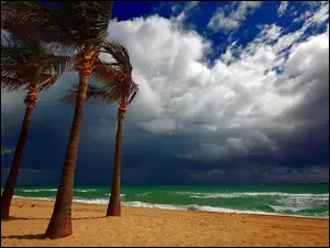 Morze, Palmy, Plaża, Chmury