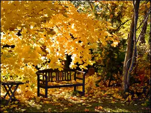 Żółte liście, Park, Ławka