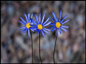 Trzy, Makro, Niebieskie, Kwiaty