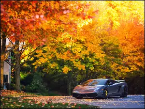 Droga, Lamborghini , Jesień, Gallardo, Drzewa, Samochód