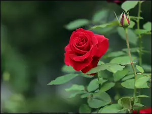 Pączek, Czerwona, Róża