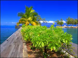 Rośliny, Polinezja, Molo, Francuska, Palma