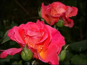 Kwiat, Krople, Czerwona, Róża