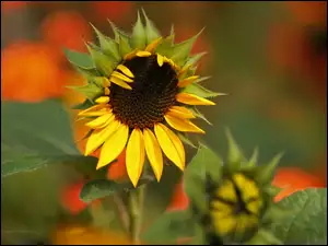 Słonecznik, Kwiat, Ozdobny, Żółty