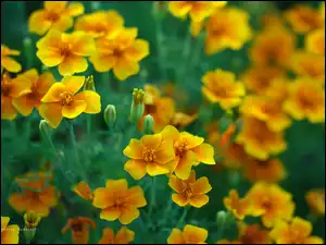Kwiaty, Aksamitki, Żółte