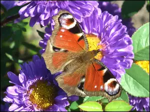 Motyl, Aster, Pawie oczko, Kwiat