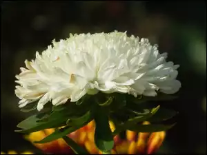 Aster, Przyroda, Kwiat