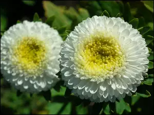 Przyroda, Biały, Kwiat, Aster