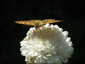 Motyl, Aster, Perłowiec malinowiec, Kwiat