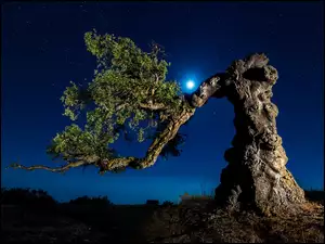 Noc, Drzewo, Konar, Księżyc