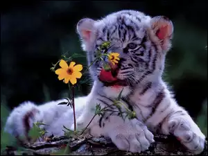 Młody, Tygrysek