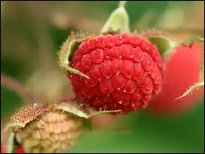 Czerwony owoc maliny