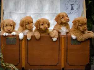Pięć słodkich szczeniaczków retriever w skrzyni
