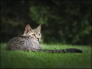 Bury kot z długim ogonem wyleguje się w trawie