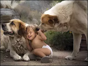 Dziecko bawi się z psami
