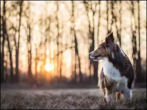 Pies spogląda na zachodzące słońce przemykające pomiędzy drzewami