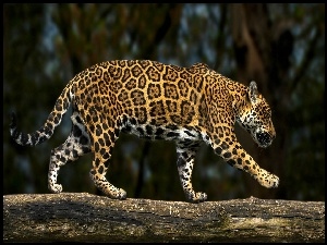 Jaguar spaceruje po kłodzie
