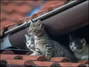 Trzy małe kotki na dachu pod rynną