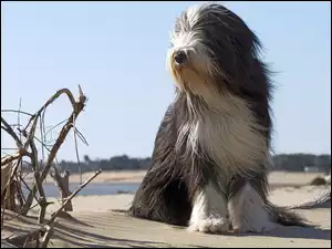 Owczarek staroangielski bobtail siedzi na plaży obok suchych gałązek