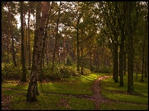 Leśna ścieżka w parku wśród drzew