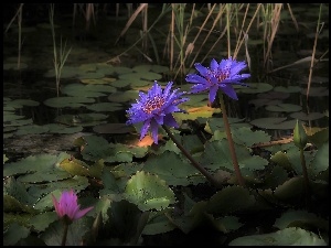 Niebieski lilie wodne