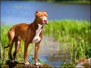Amerykański pitbull terrier przystanął na kamieniach obok rzeki